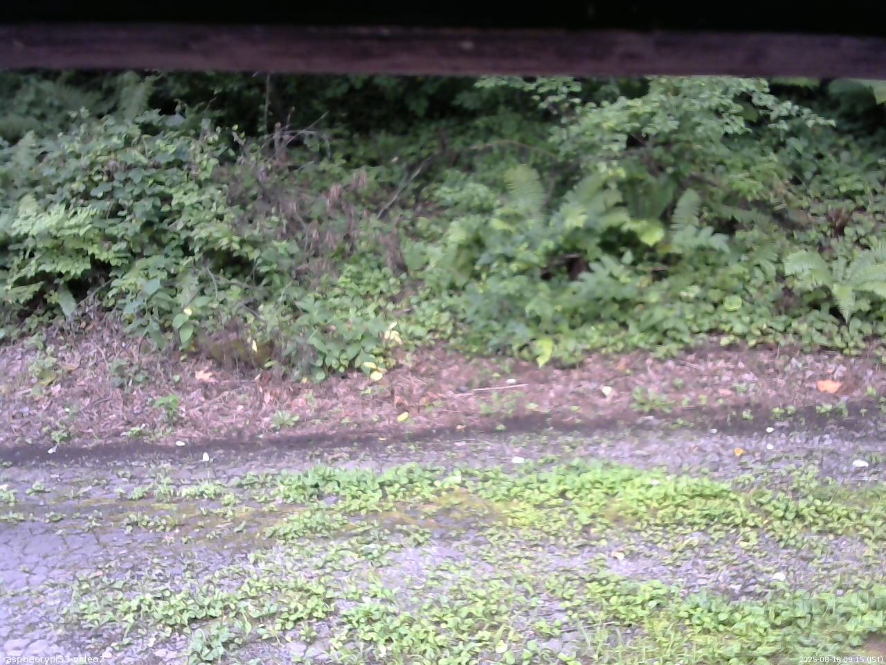 長野県菅平高原 ゆたか山荘 南側 2025/08/16 09:15