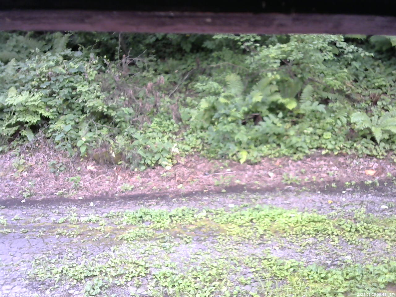 長野県菅平高原 ゆたか山荘 南側 2025/08/16 09:45