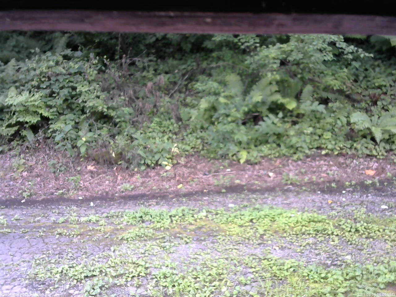長野県菅平高原 ゆたか山荘 南側 2025/08/16 10:00