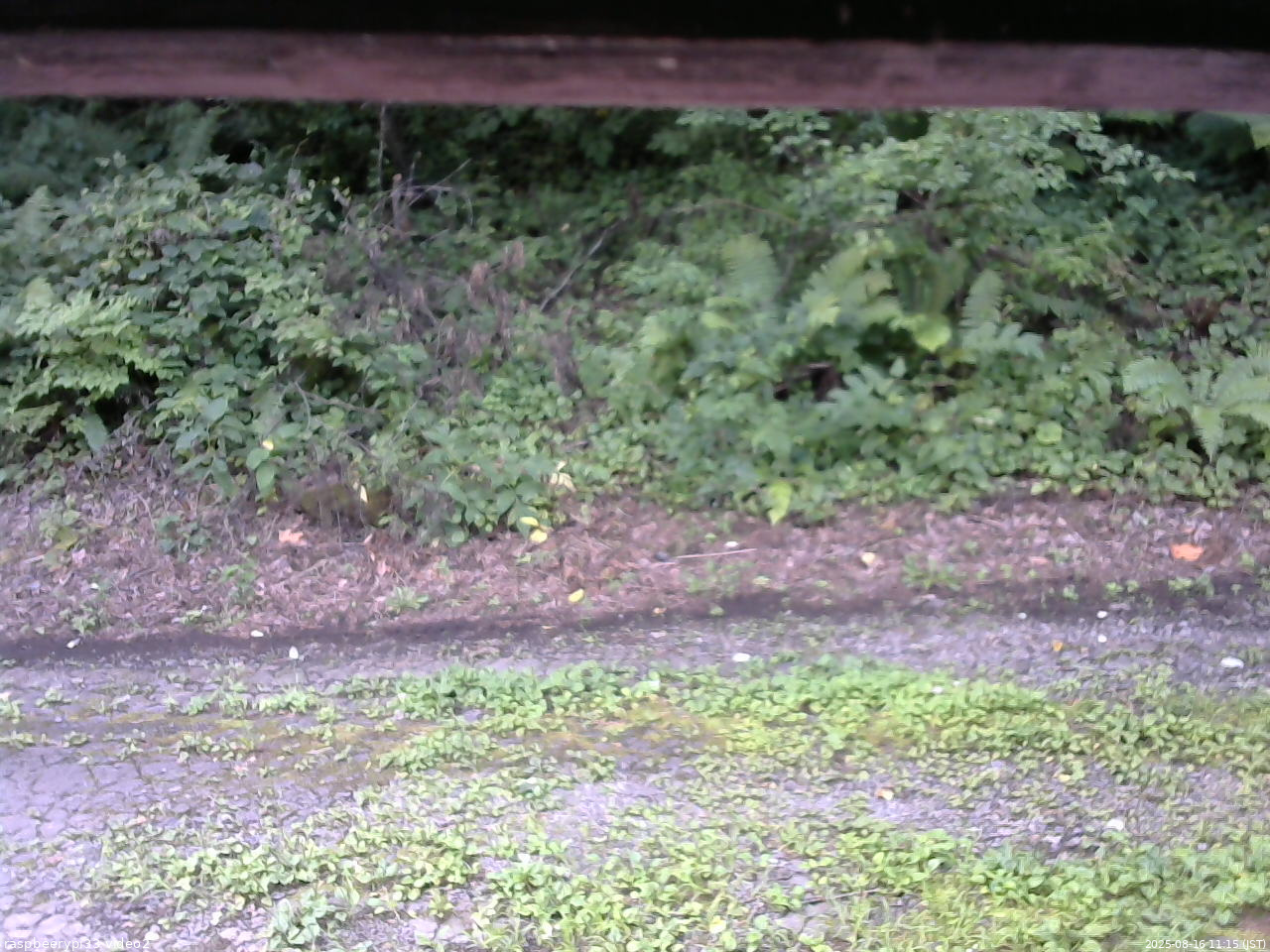 長野県菅平高原 ゆたか山荘 南側 2025/08/16 11:15