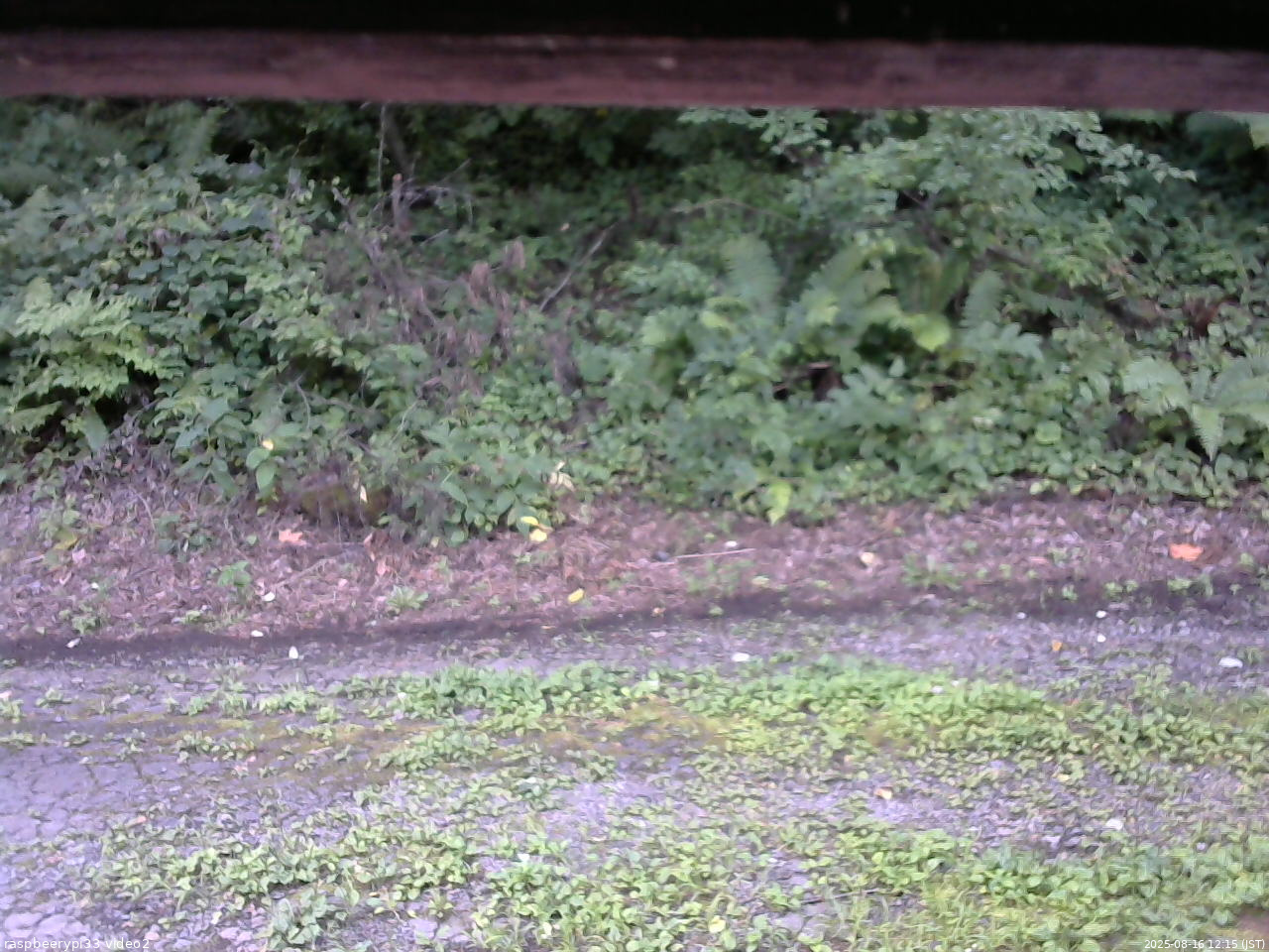 長野県菅平高原 ゆたか山荘 南側 2025/08/16 12:15