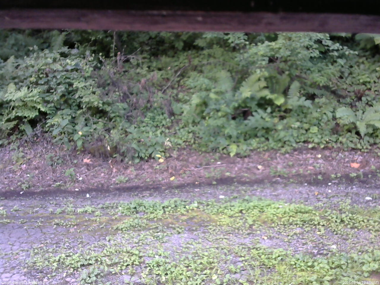 長野県菅平高原 ゆたか山荘 南側 2025/08/16 12:45