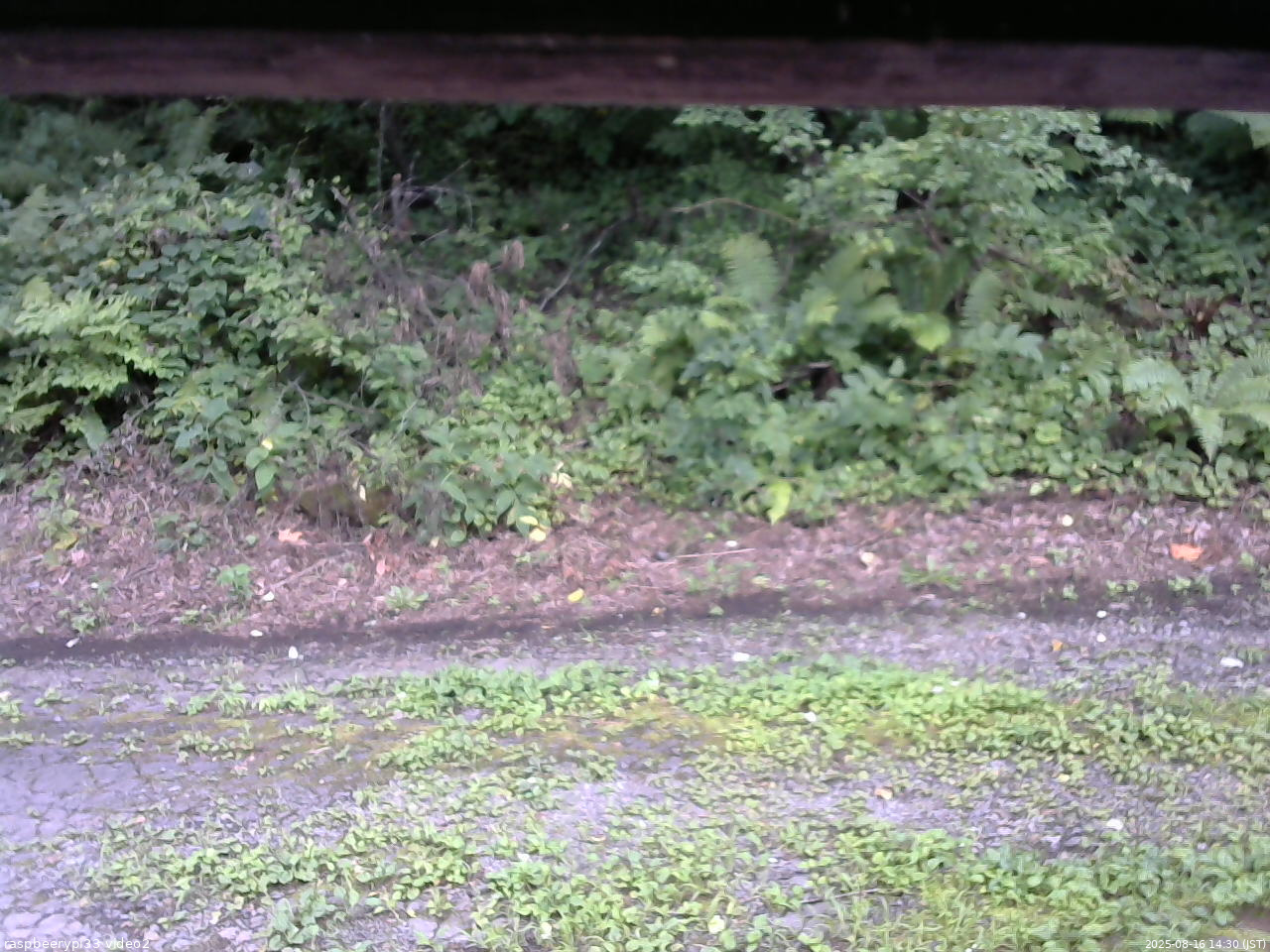 長野県菅平高原 ゆたか山荘 南側 2025/08/16 14:30