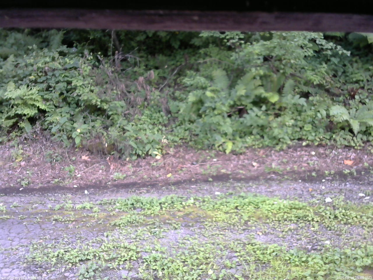 長野県菅平高原 ゆたか山荘 南側 2025/08/16 15:45