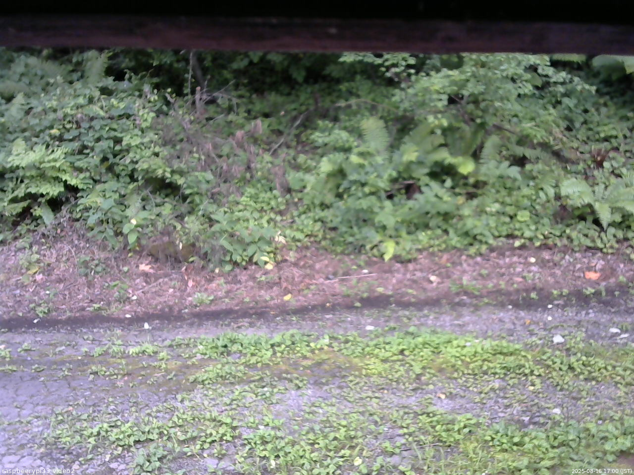 長野県菅平高原 ゆたか山荘 南側 2025/08/16 17:00