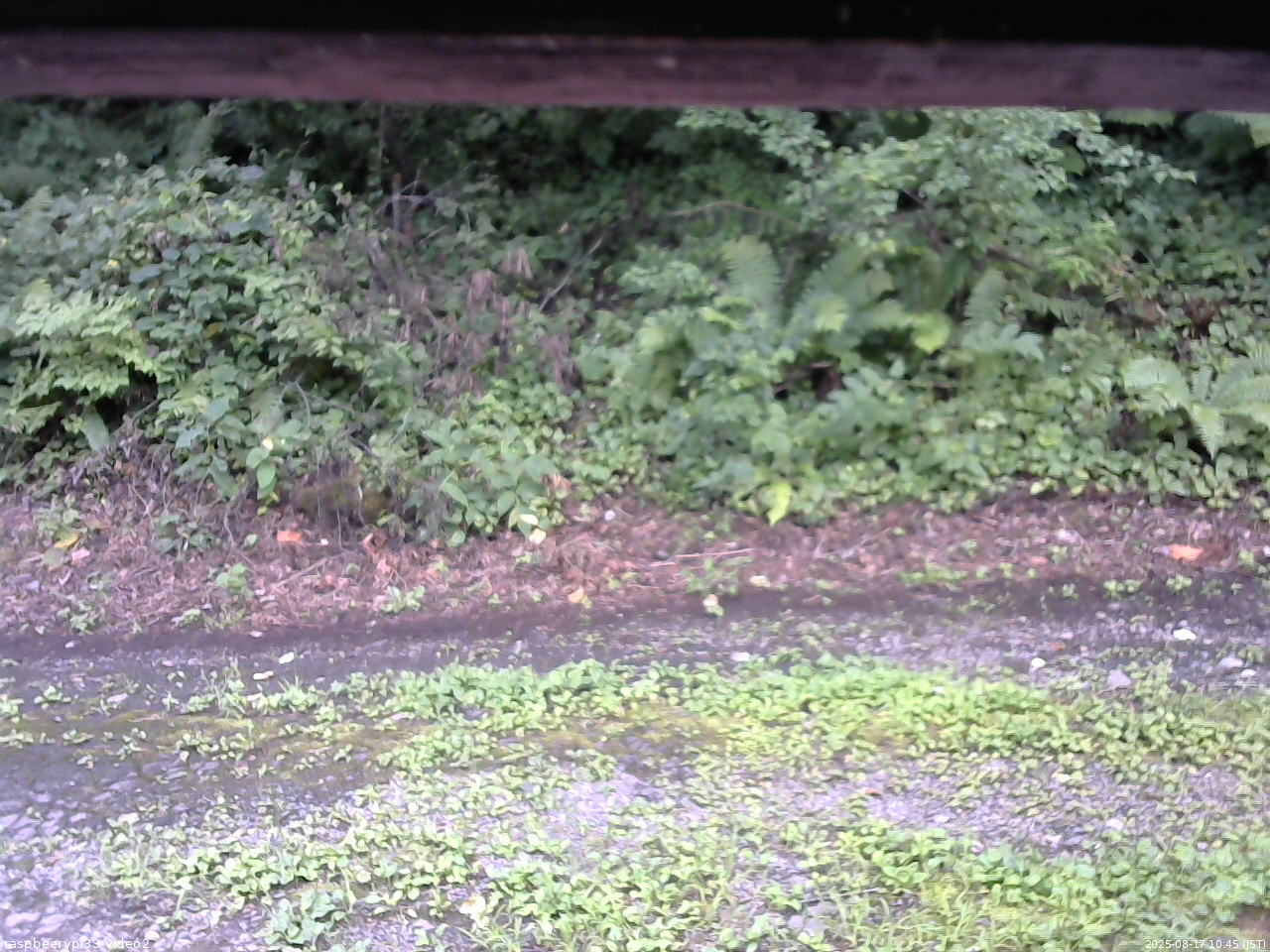 長野県菅平高原 ゆたか山荘 南側 2025/08/17 10:45