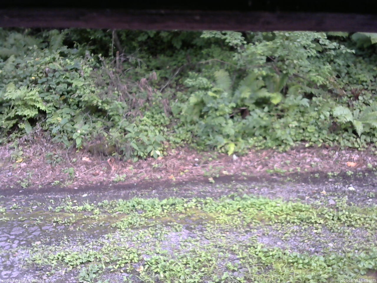 長野県菅平高原 ゆたか山荘 南側 2025/08/17 15:45