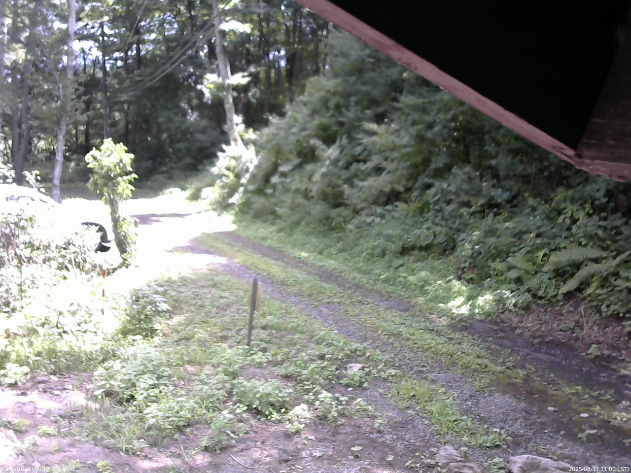 長野県菅平高原 ゆたか山荘 東側(坂下) 2025/08/17 11:00