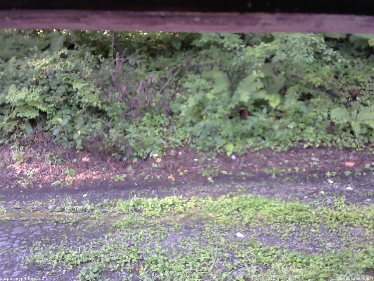 長野県菅平高原 ゆたか山荘 南側 2025/08/18 06:45