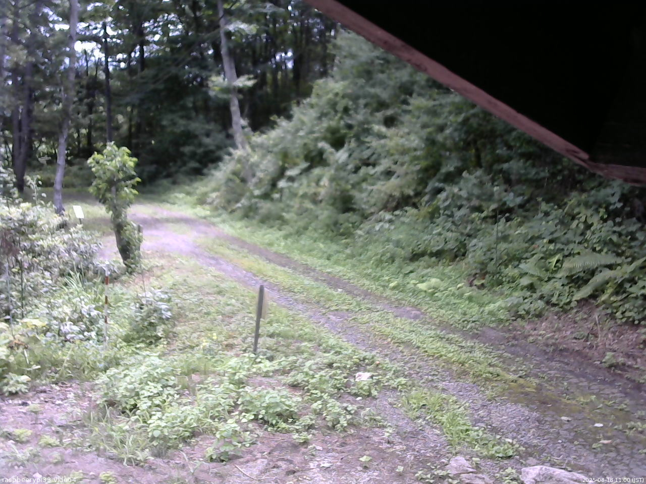 長野県菅平高原 ゆたか山荘 東側(坂下) 2025/08/18 11:00
