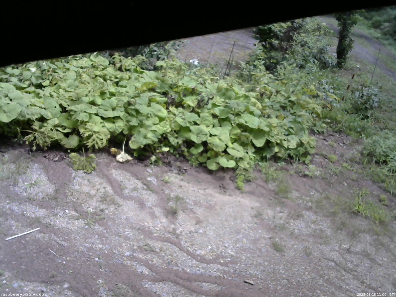 長野県菅平高原 ゆたか山荘 駐車場 2025/08/18 11:00
