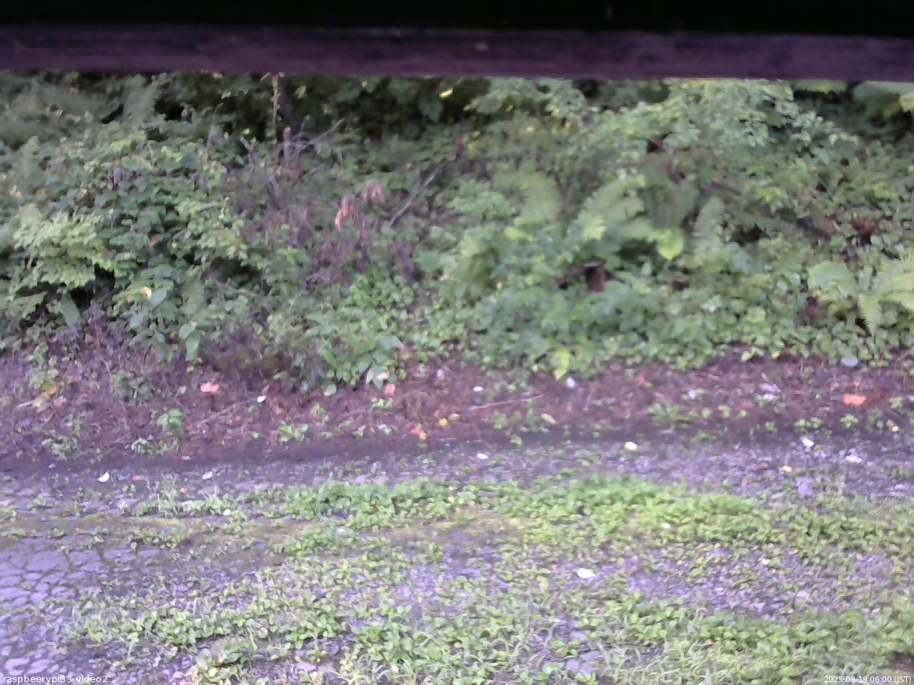 長野県菅平高原 ゆたか山荘 南側 2025/08/19 06:00