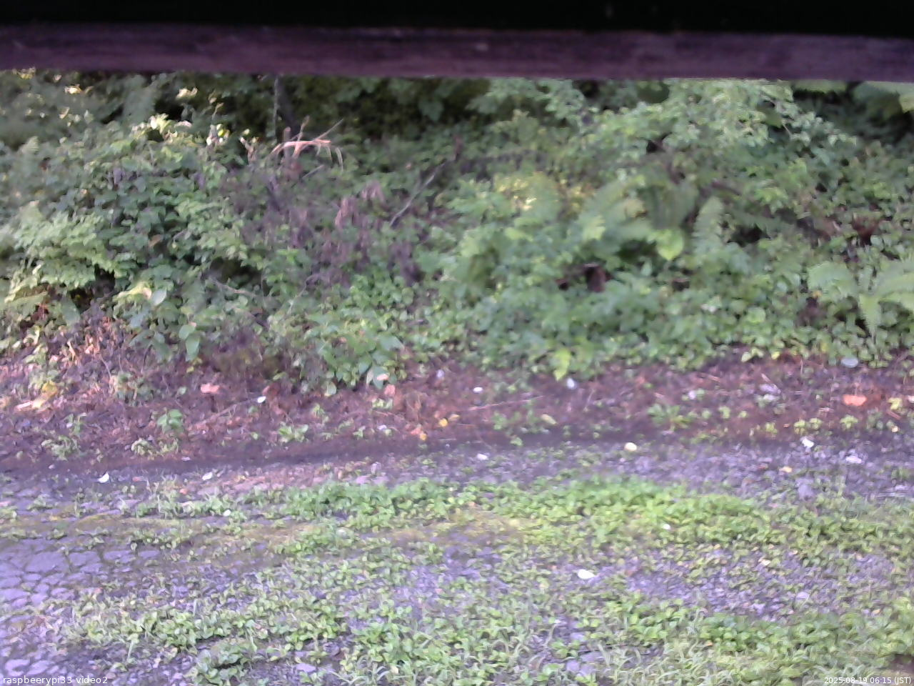 長野県菅平高原 ゆたか山荘 南側 2025/08/19 06:15