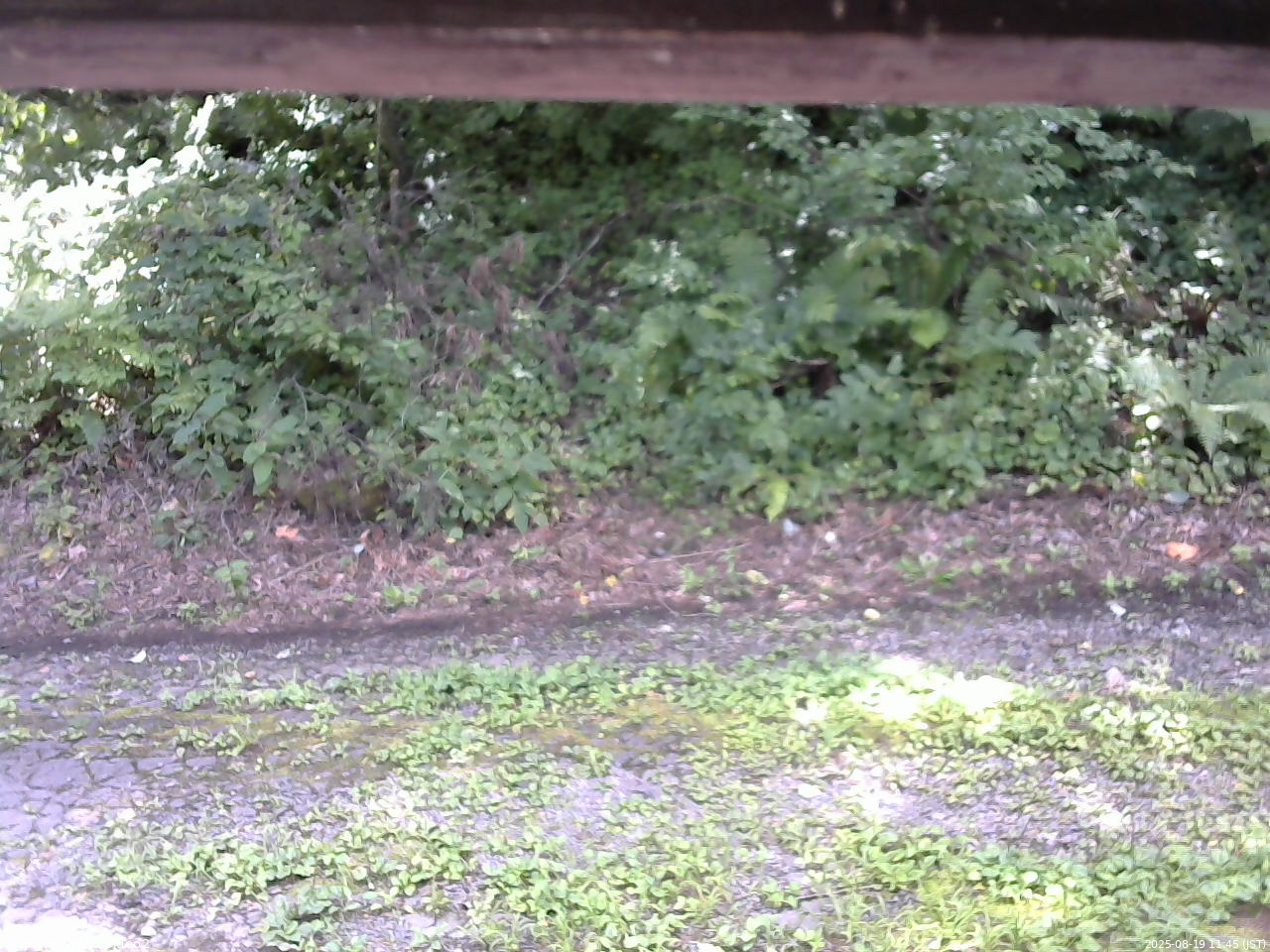 長野県菅平高原 ゆたか山荘 南側 2025/08/19 11:45