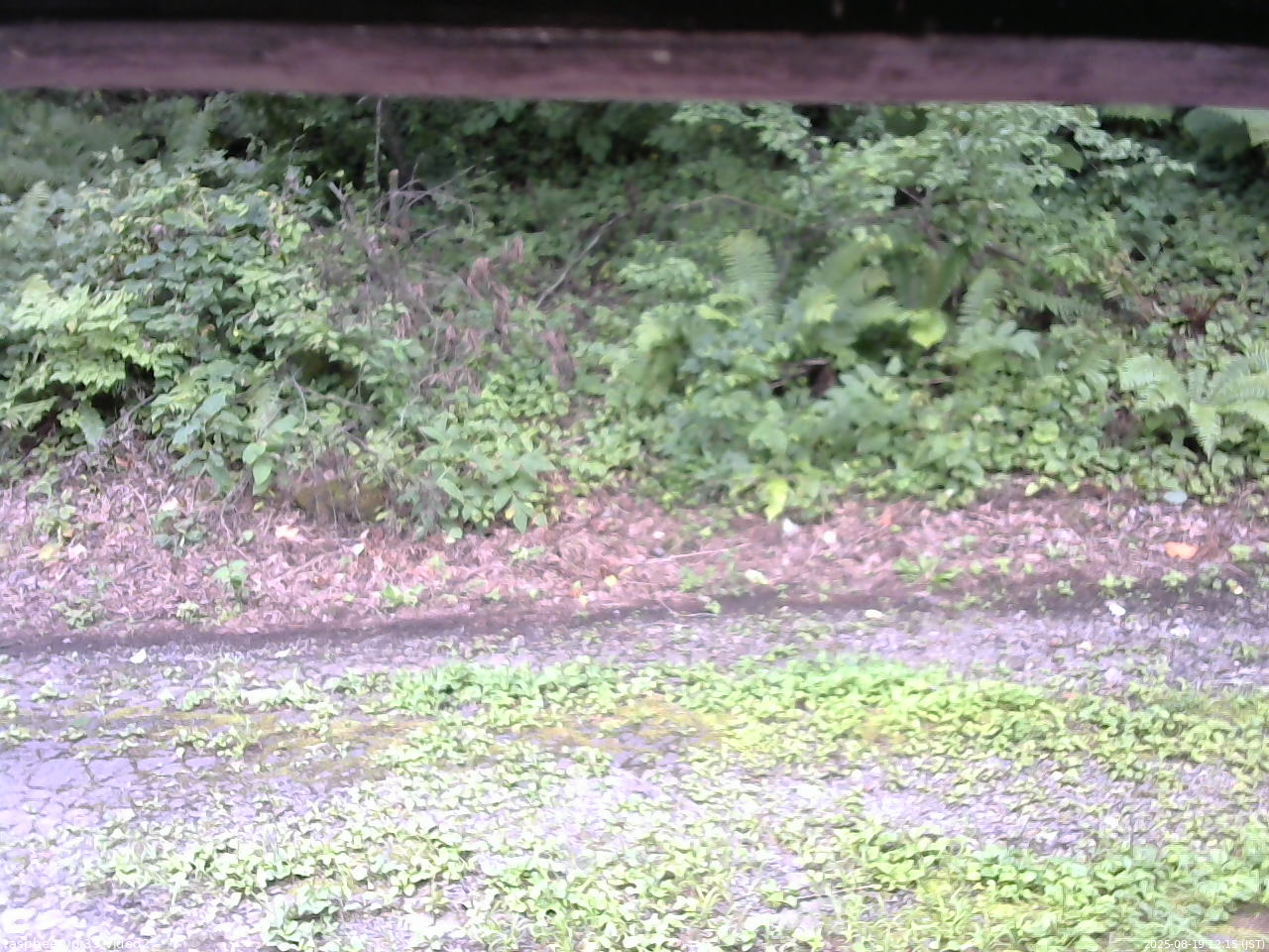 長野県菅平高原 ゆたか山荘 南側 2025/08/19 12:15