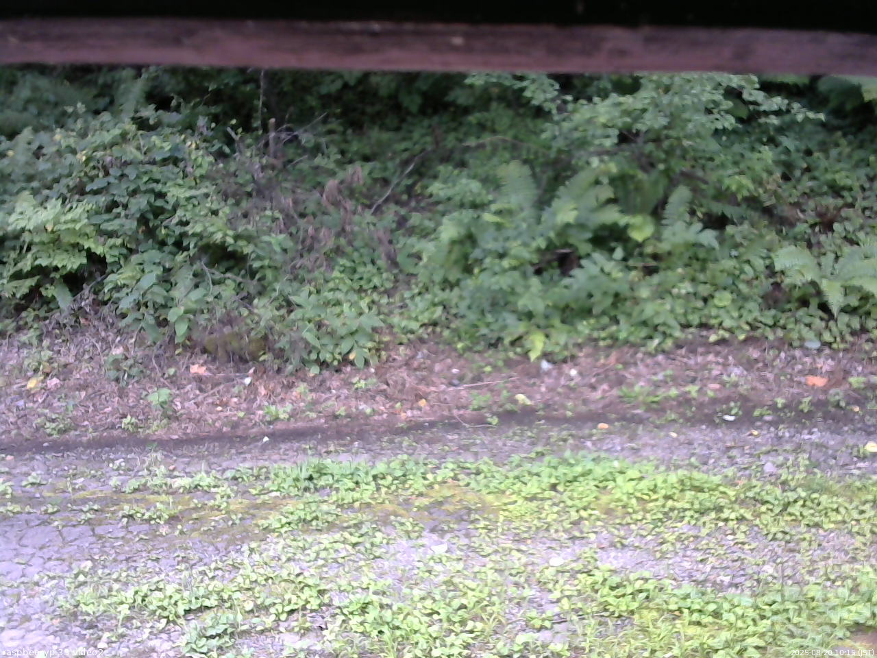 長野県菅平高原 ゆたか山荘 南側 2025/08/20 10:15