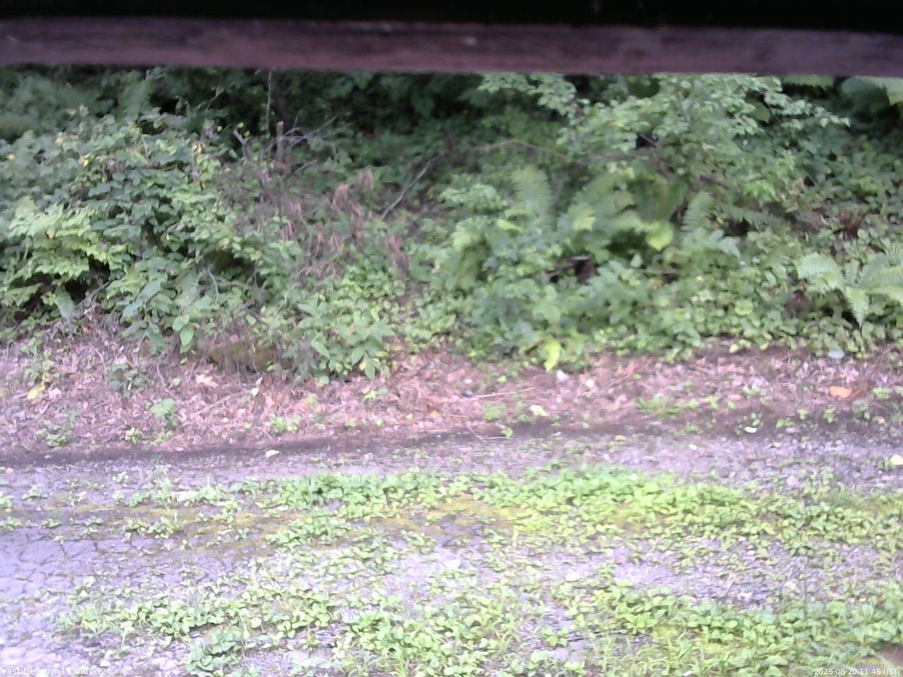 長野県菅平高原 ゆたか山荘 南側 2025/08/20 11:45