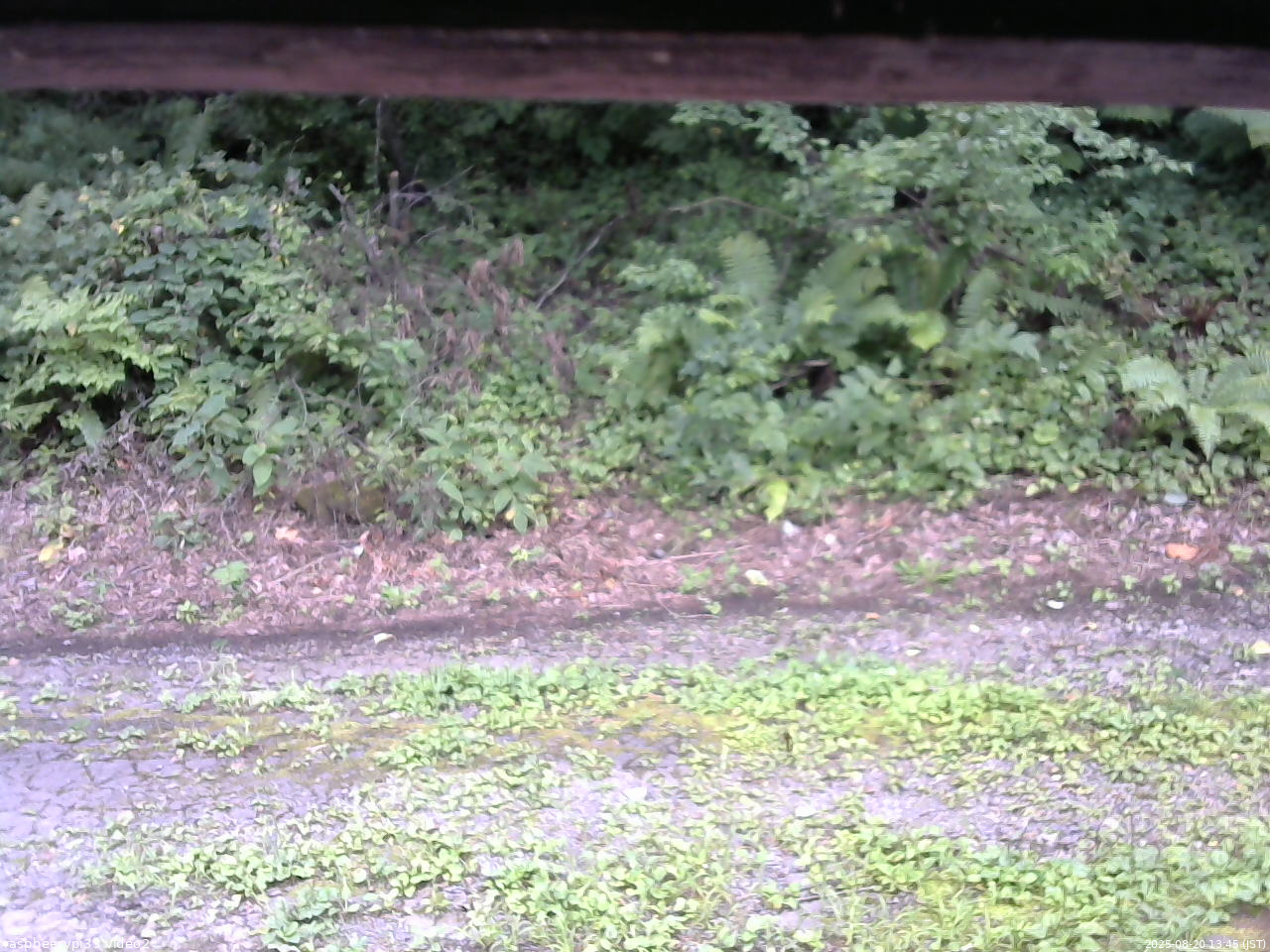 長野県菅平高原 ゆたか山荘 南側 2025/08/20 13:45