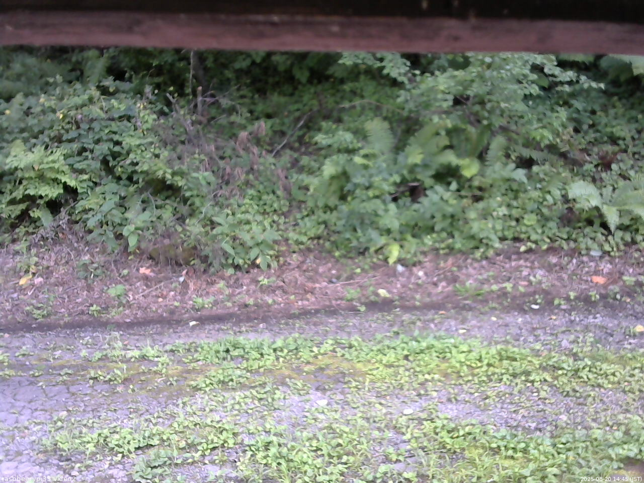 長野県菅平高原 ゆたか山荘 南側 2025/08/20 14:45