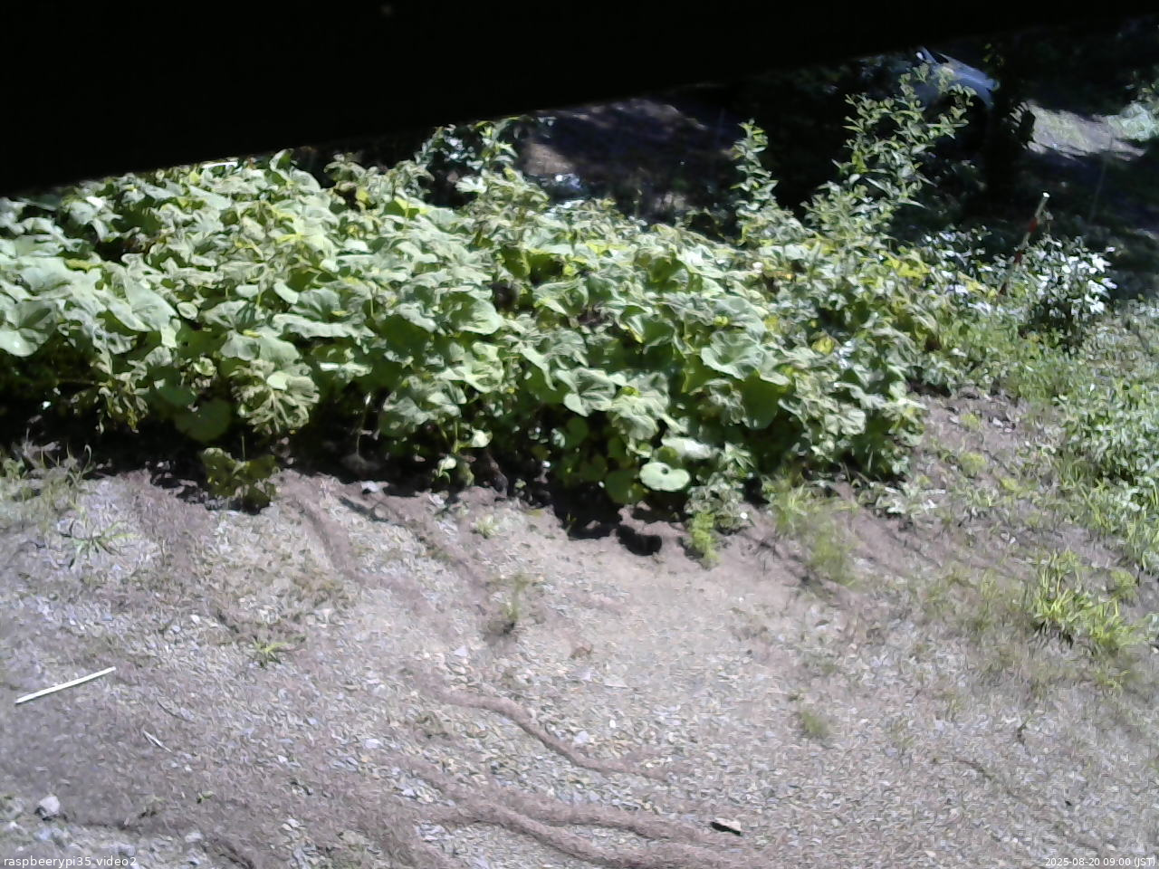 長野県菅平高原 ゆたか山荘 駐車場 2025/08/20 09:00