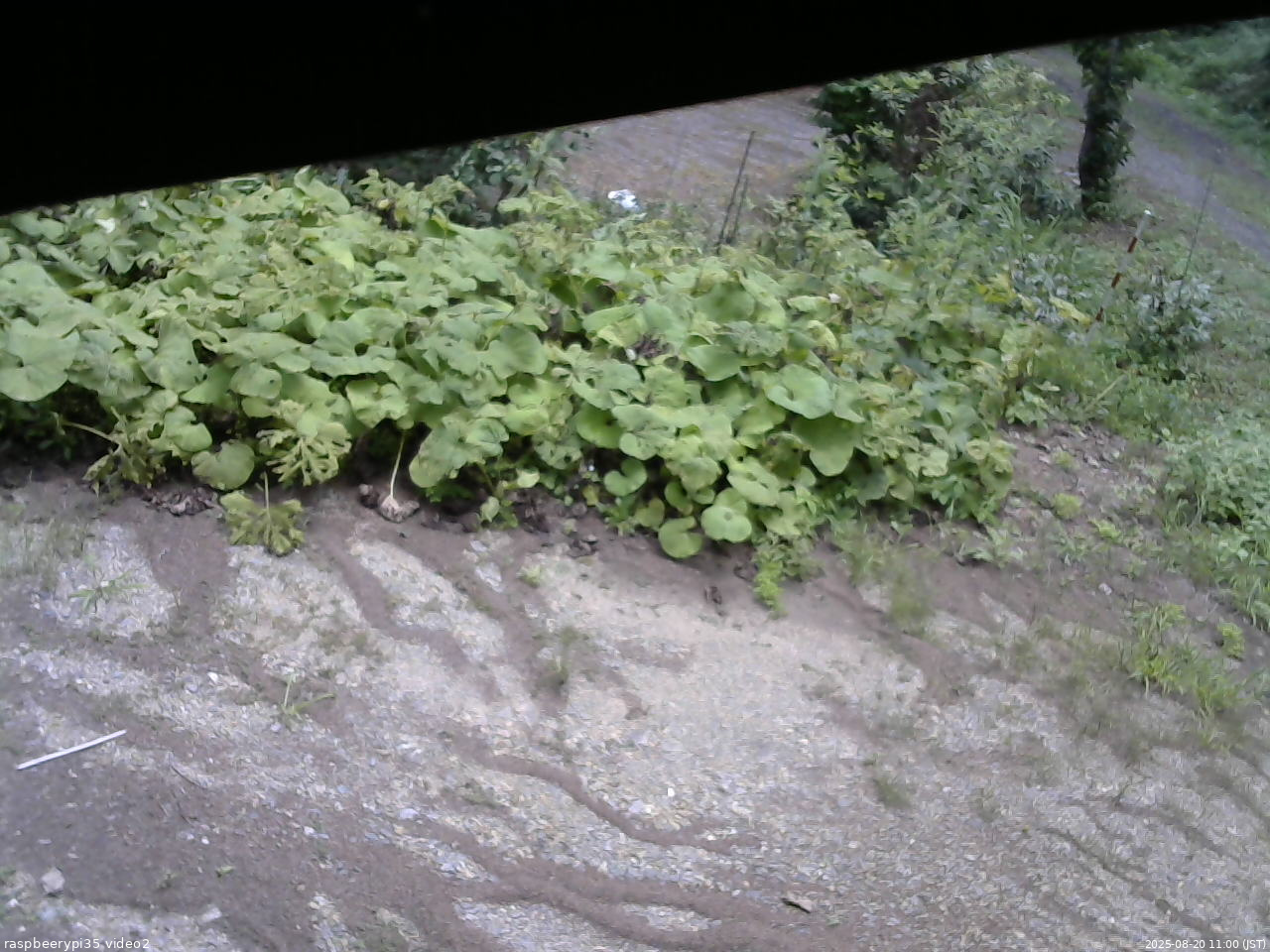 長野県菅平高原 ゆたか山荘 駐車場 2025/08/20 11:00