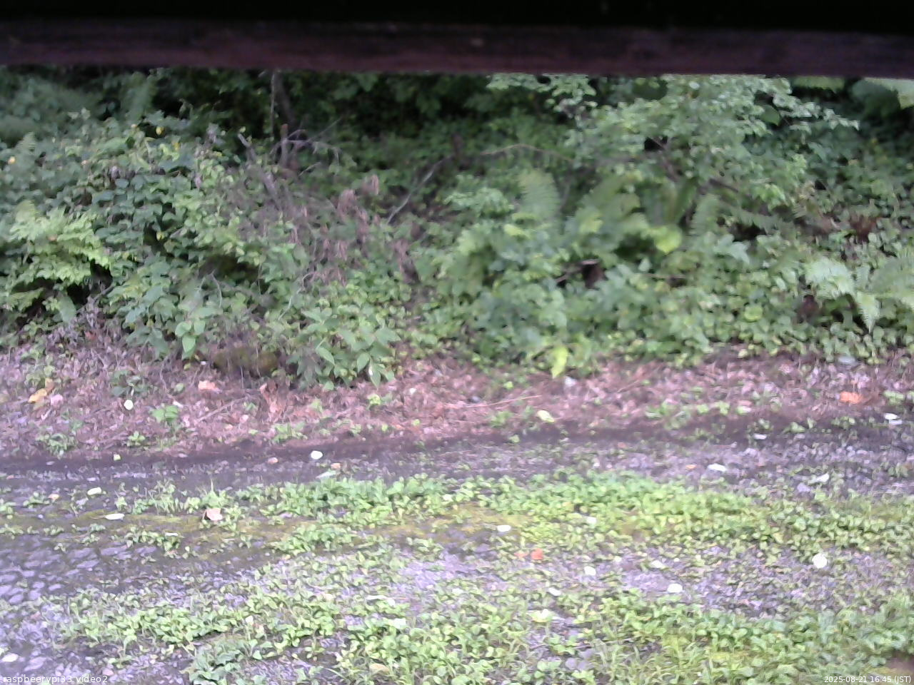 長野県菅平高原 ゆたか山荘 南側 2025/08/21 16:45