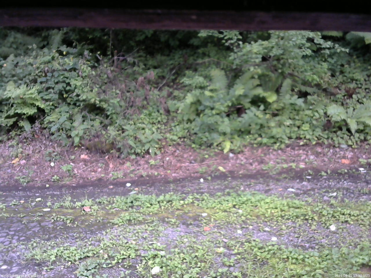 長野県菅平高原 ゆたか山荘 南側 2025/08/21 17:30