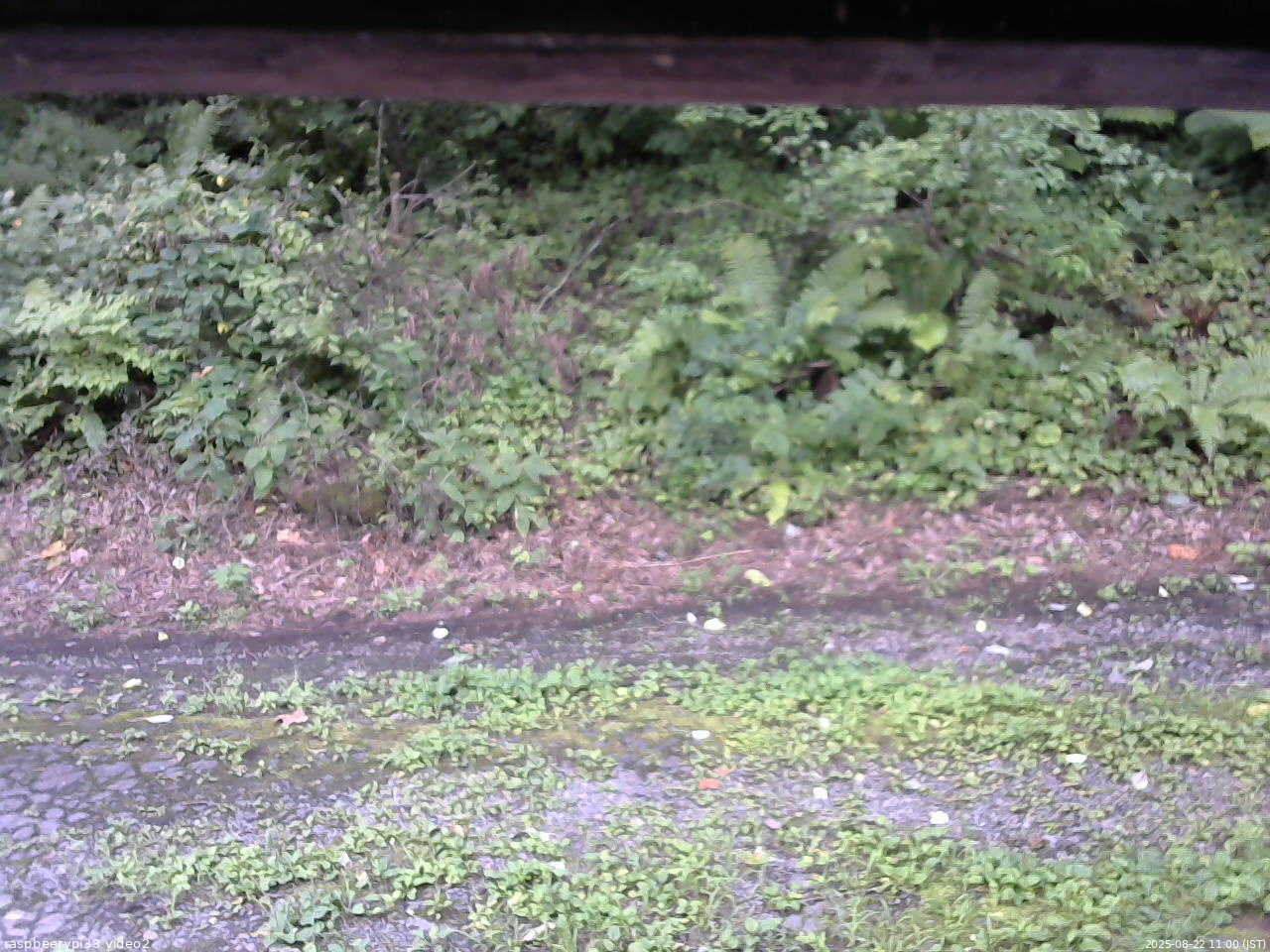 長野県菅平高原 ゆたか山荘 南側 2025/08/22 11:00