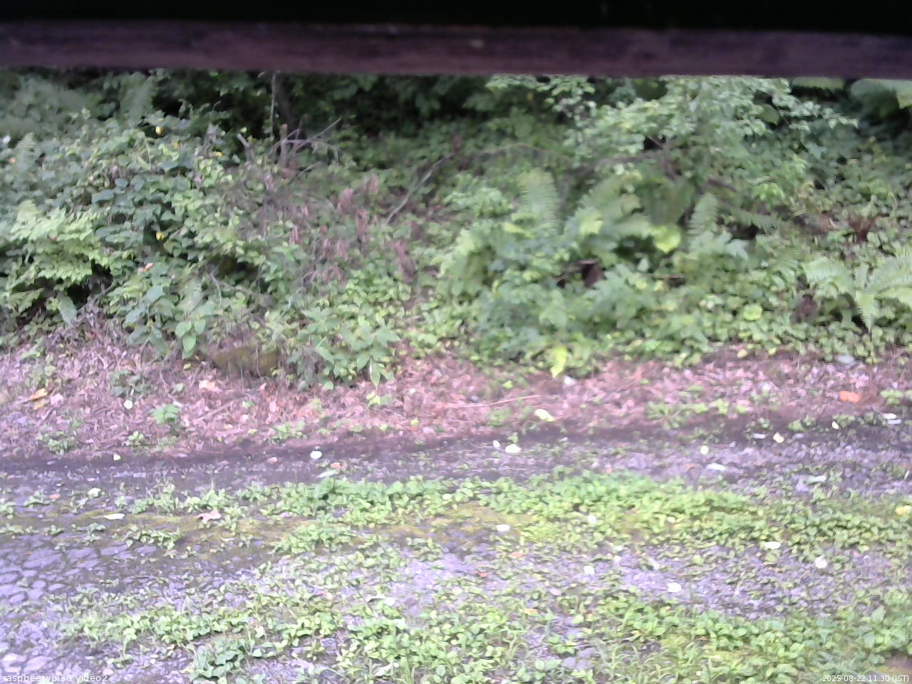 長野県菅平高原 ゆたか山荘 南側 2025/08/22 11:30