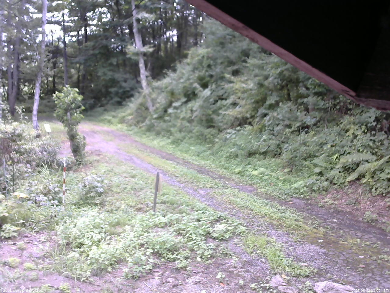 長野県菅平高原 ゆたか山荘 東側(坂下) 2025/08/22 11:00