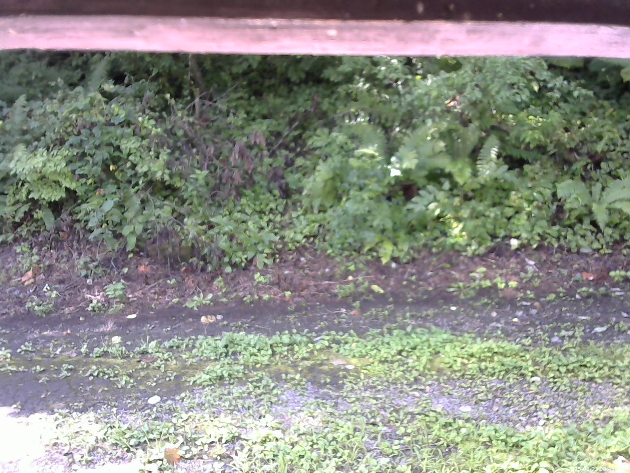 長野県菅平高原 ゆたか山荘 南側 2025/08/23 08:45