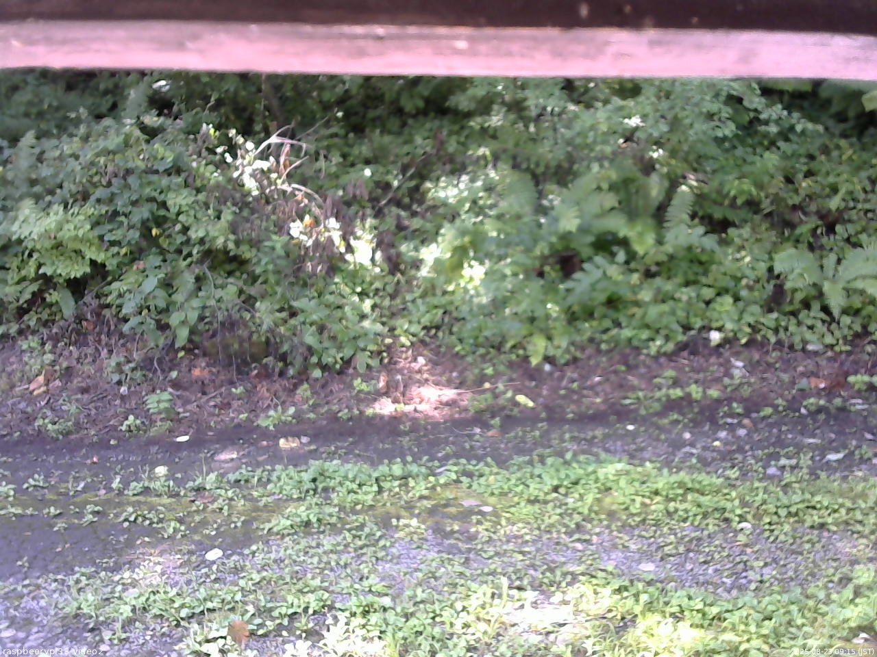 長野県菅平高原 ゆたか山荘 南側 2025/08/23 09:15