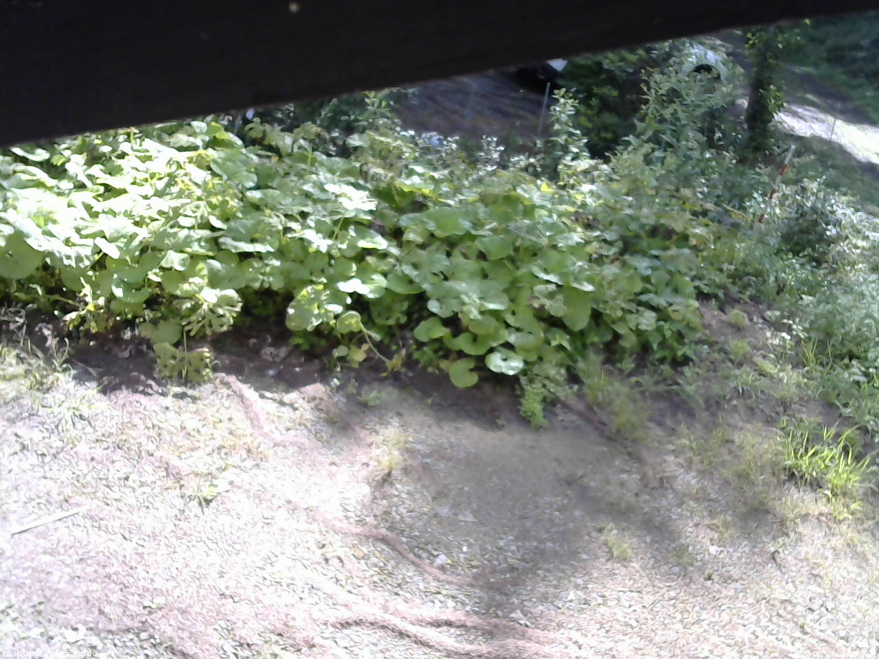 長野県菅平高原 ゆたか山荘 駐車場 2025/08/24 08:15