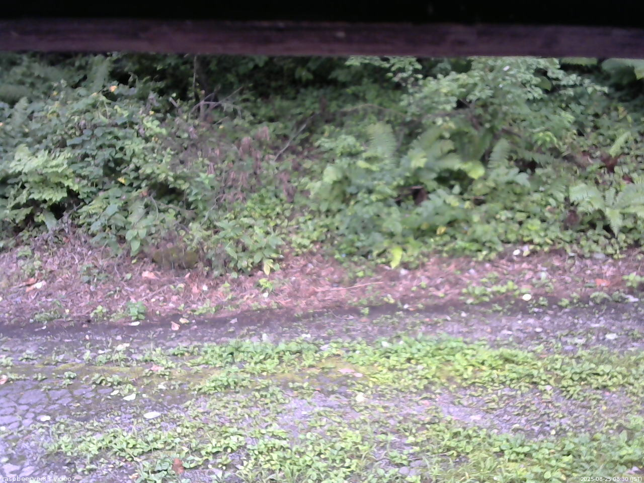 長野県菅平高原 ゆたか山荘 南側 2025/08/25 08:30