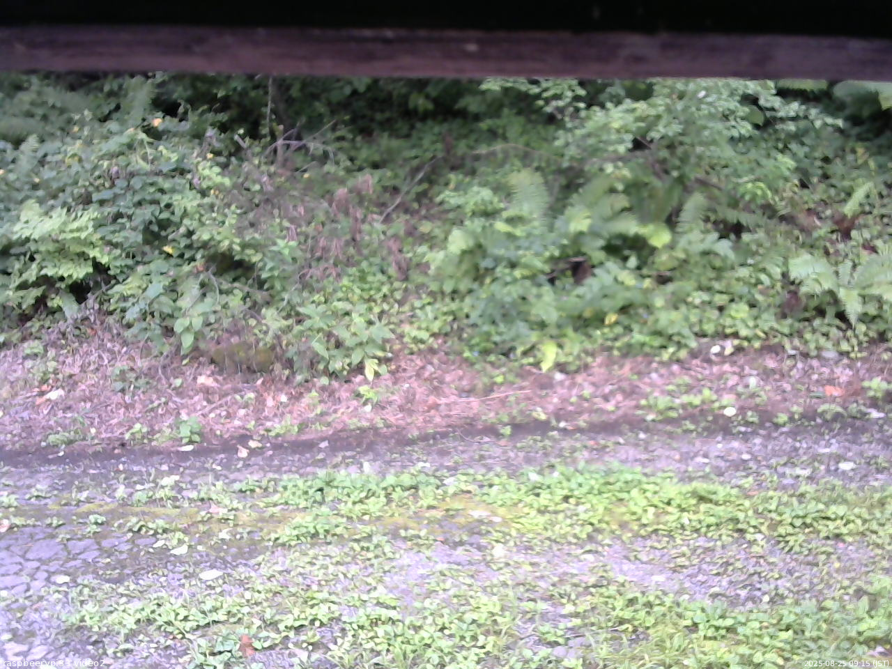 長野県菅平高原 ゆたか山荘 南側 2025/08/25 09:15