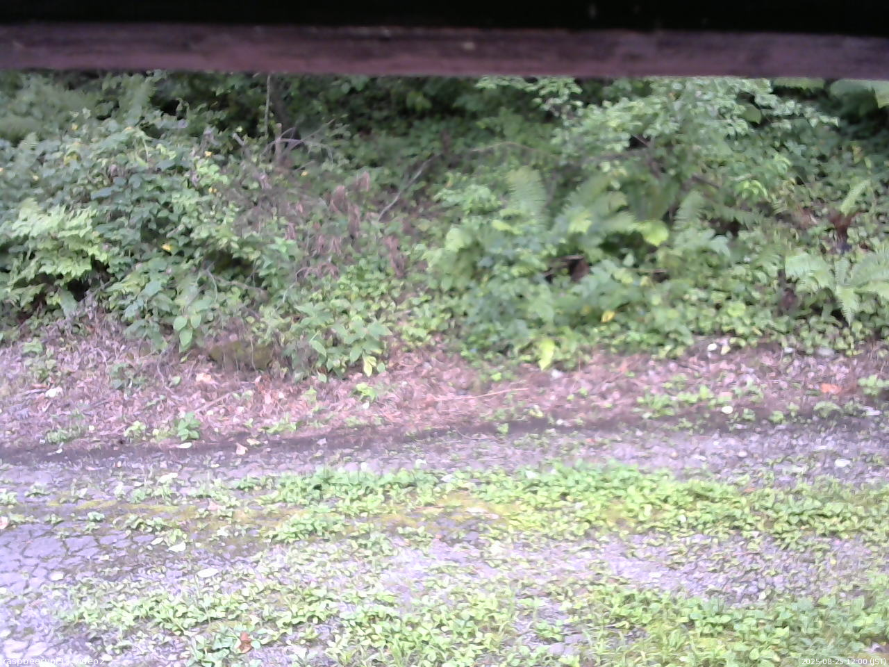 長野県菅平高原 ゆたか山荘 南側 2025/08/25 12:00