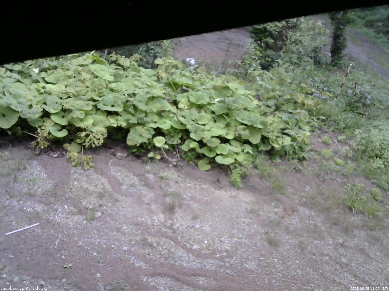 長野県菅平高原 ゆたか山荘 駐車場 2025/08/25 11:00