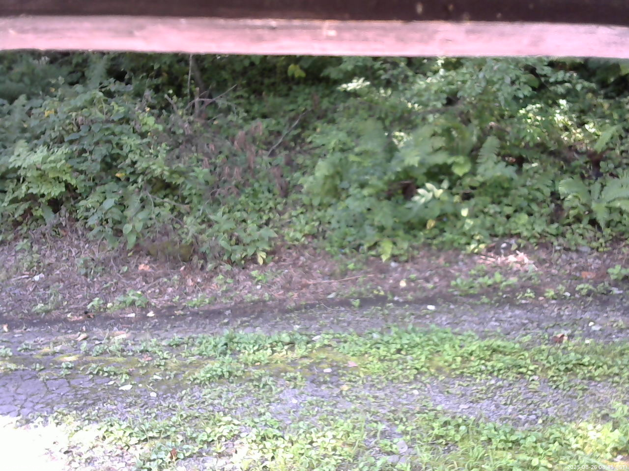 長野県菅平高原 ゆたか山荘 南側 2025/08/26 08:45