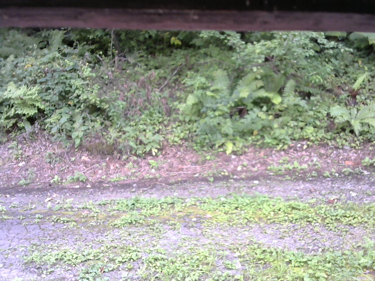 長野県菅平高原 ゆたか山荘 南側 2025/08/26 15:00