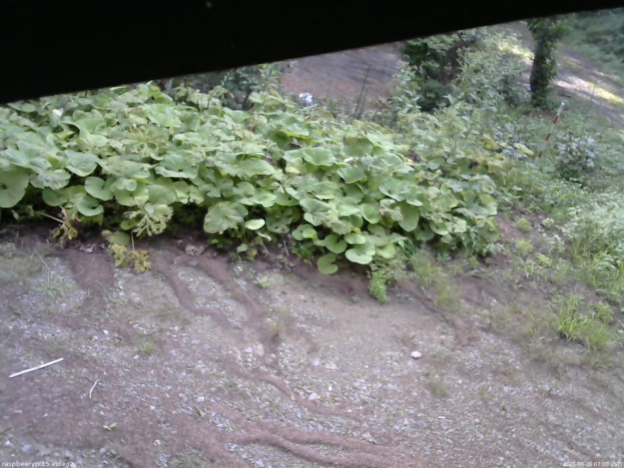 長野県菅平高原 ゆたか山荘 駐車場 2025/08/26 07:00