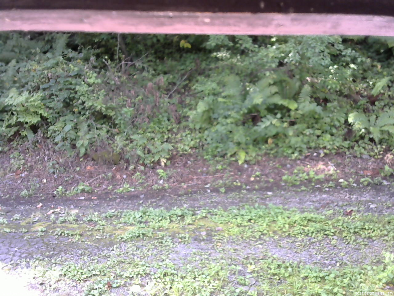 長野県菅平高原 ゆたか山荘 南側 2025/08/27 08:45