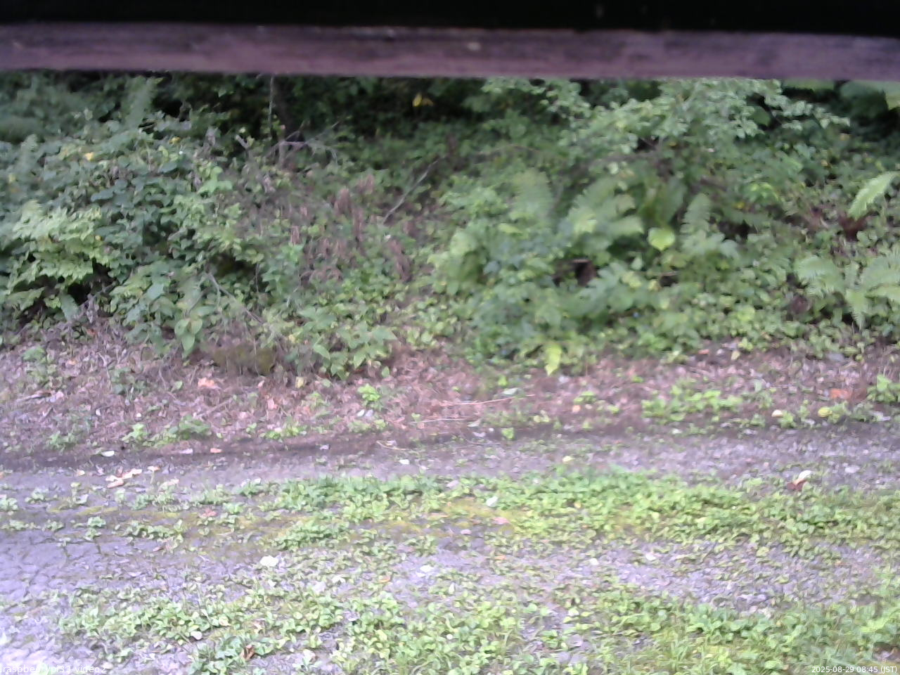 長野県菅平高原 ゆたか山荘 南側 2025/08/29 08:45