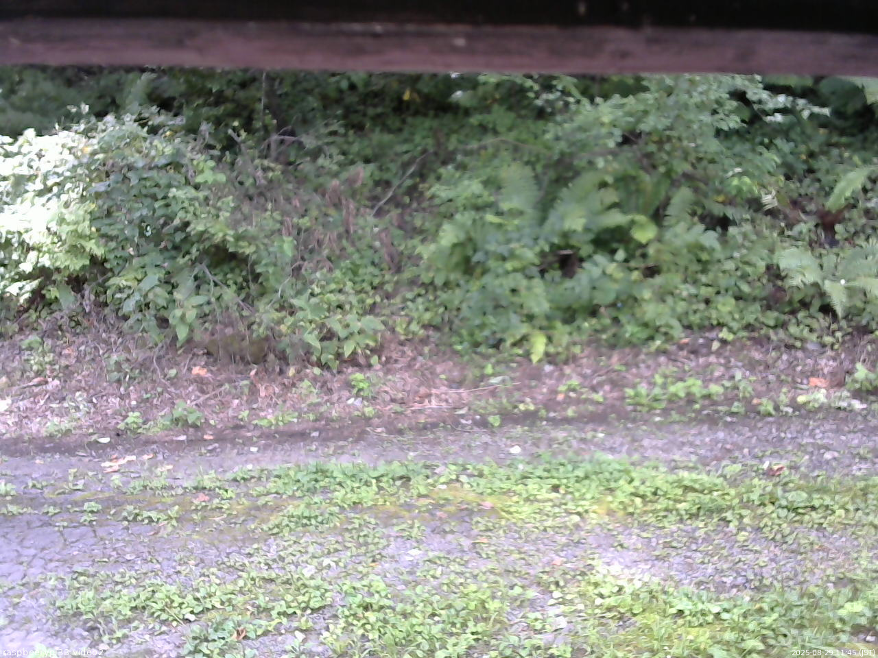 長野県菅平高原 ゆたか山荘 南側 2025/08/29 11:45
