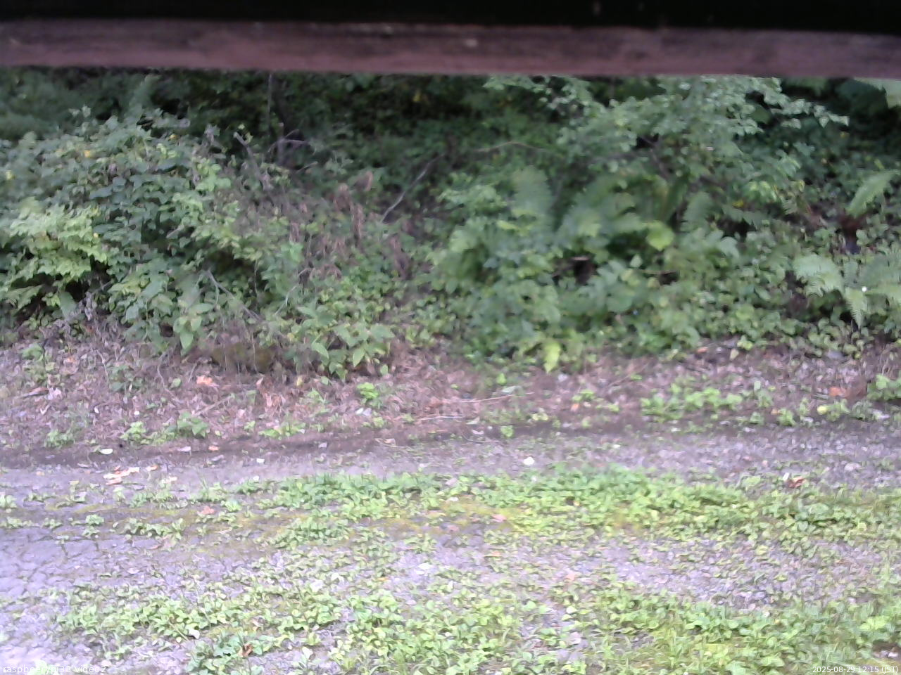 長野県菅平高原 ゆたか山荘 南側 2025/08/29 12:15