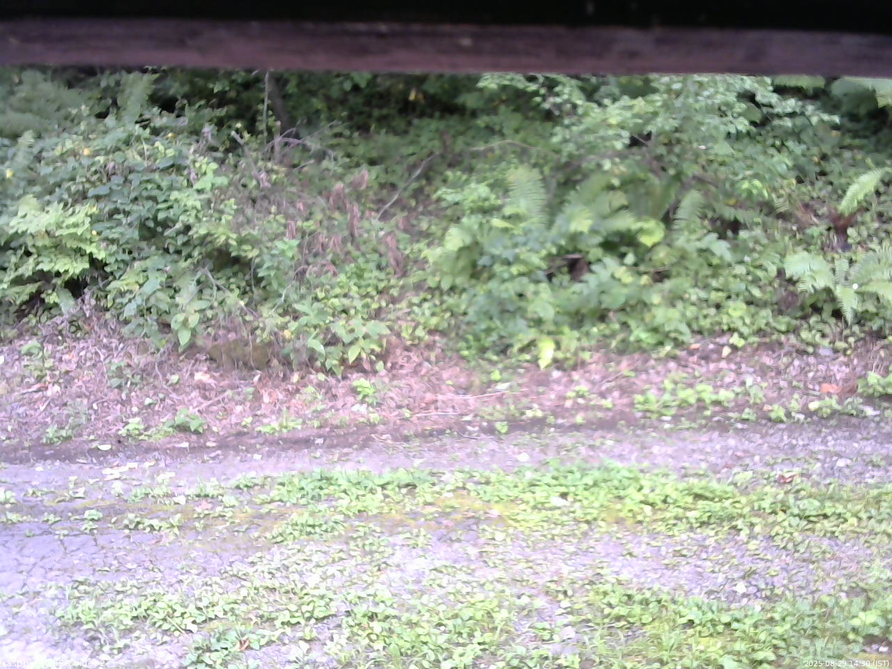 長野県菅平高原 ゆたか山荘 南側 2025/08/29 14:30