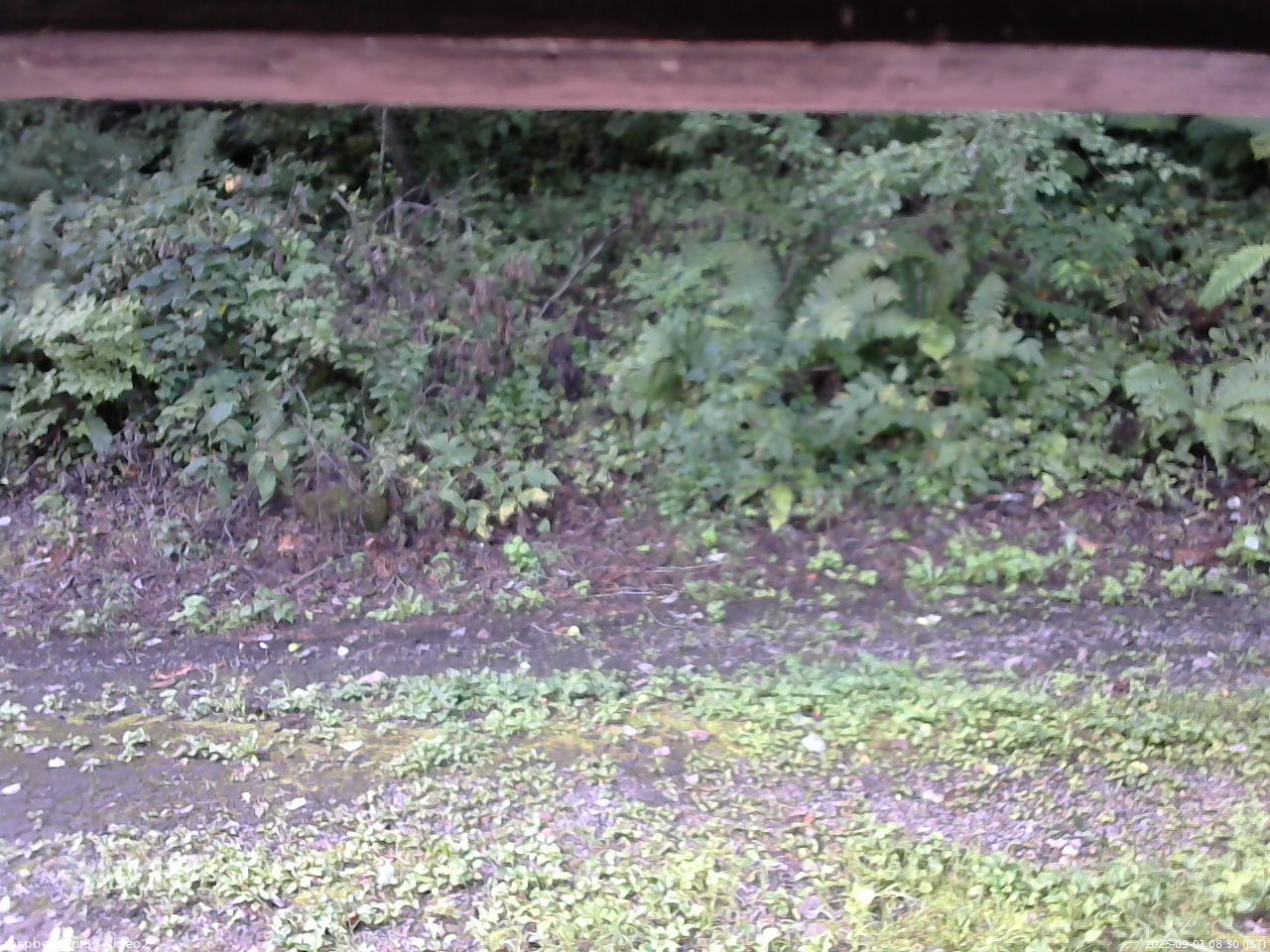 長野県菅平高原 ゆたか山荘 南側 2025/09/01 08:30