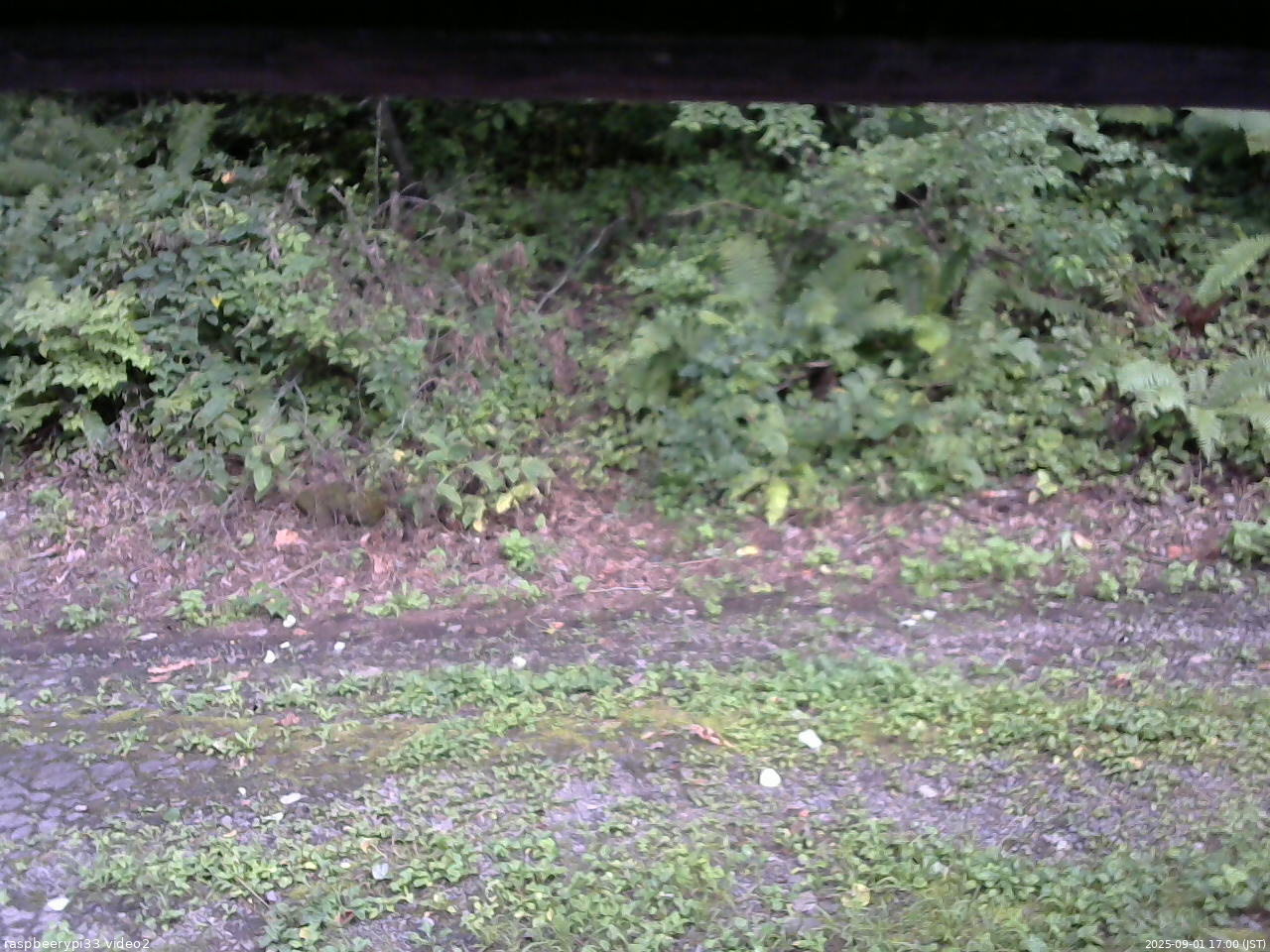 長野県菅平高原 ゆたか山荘 南側 2025/09/01 17:00