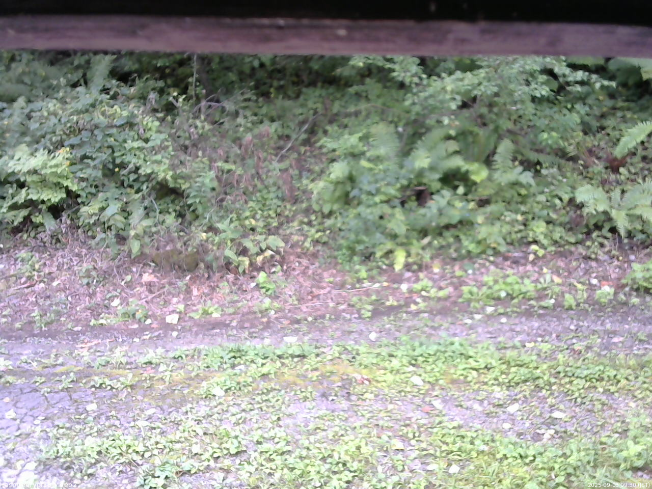 長野県菅平高原 ゆたか山荘 南側 2025/09/03 09:30