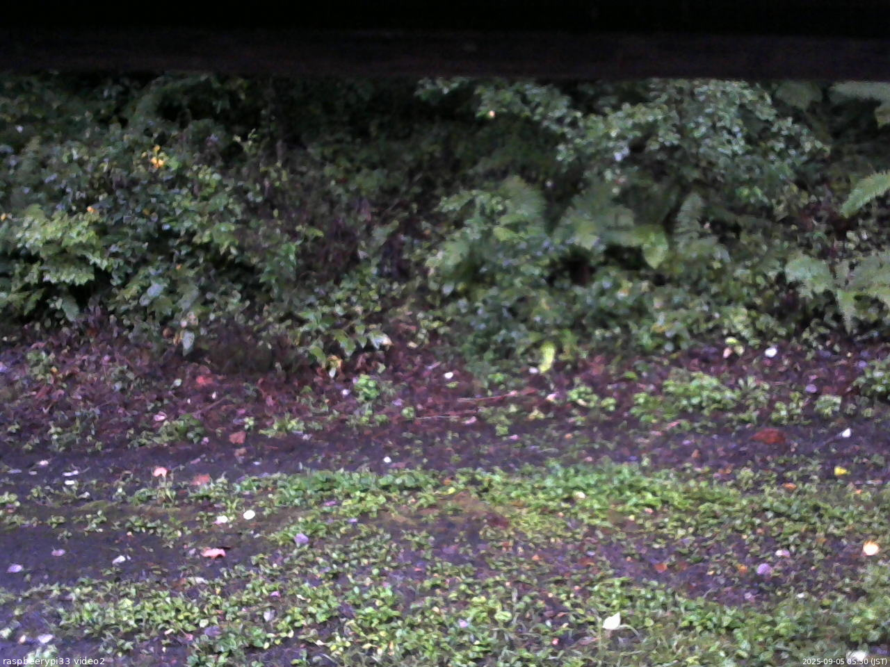 長野県菅平高原 ゆたか山荘 南側 2025/09/05 05:30