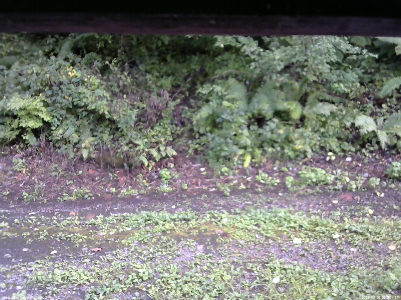 長野県菅平高原 ゆたか山荘 南側 2025/09/05 15:30